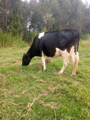 Best Animal Frisian