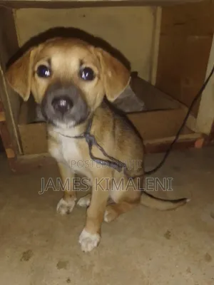 1-3 months Male Mixed Breed Labrador Retriever
