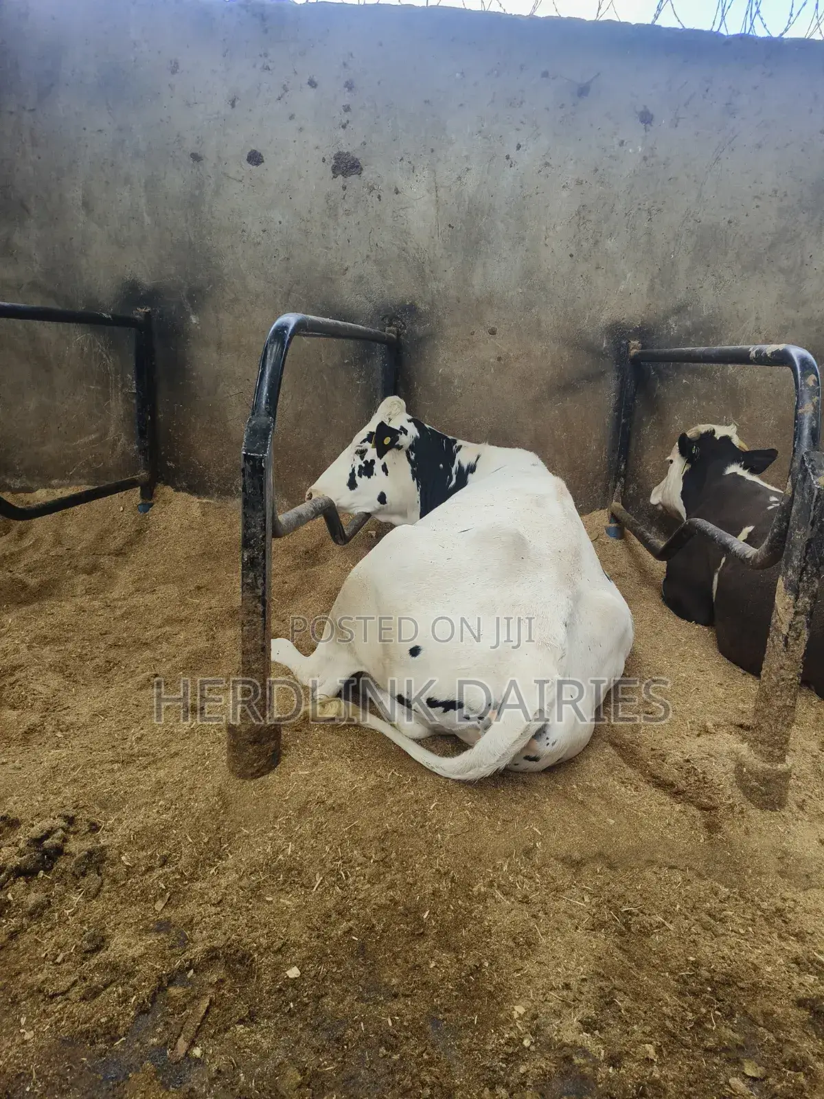 5 to 7 Months Pedigree Incalf Heifers
