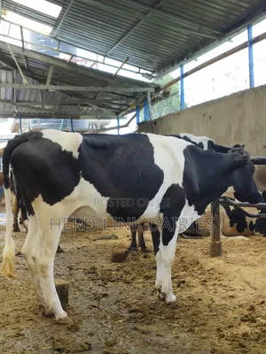 5 to 7 Months Pedigree Incalf Heifers