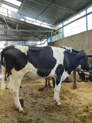 5 to 7 Months Pedigree Incalf Heifers