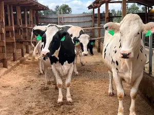 5 to 7 Months Pedigree Incalf Heifers