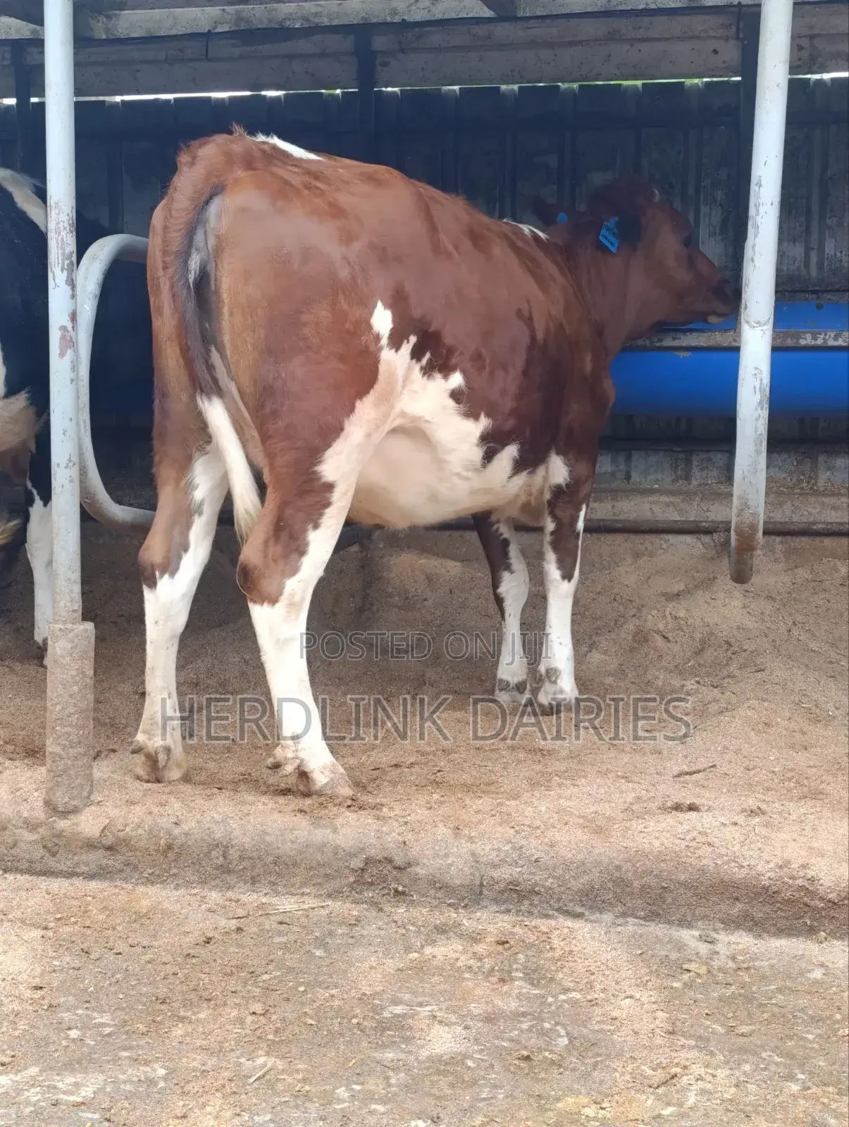 5 to 7 Months Pedigree Incalf Heifers