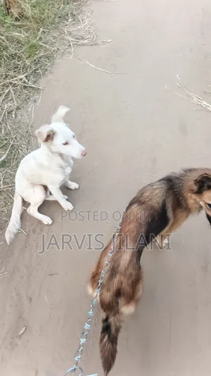3-6 months Male Purebred German Shepherd