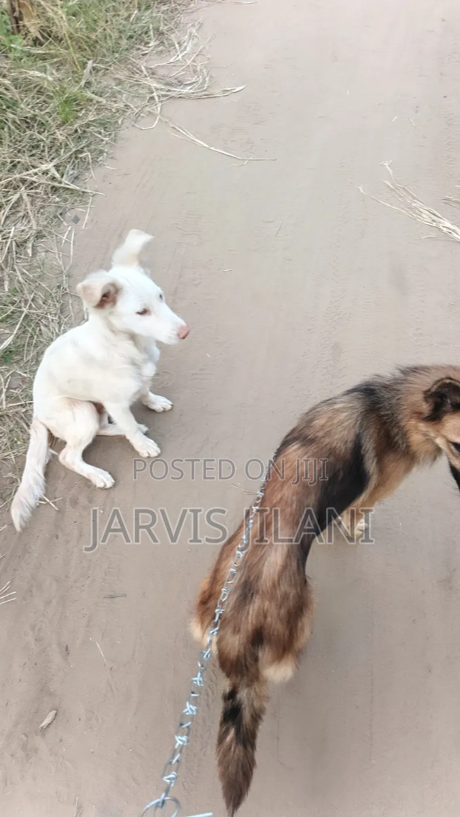 3-6 months Male Purebred German Shepherd