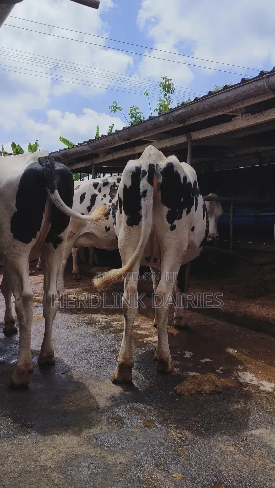 5 to 7 Months Pedigree Incalf Heifers
