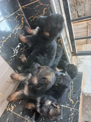 1-3 months Male Purebred German Shepherd