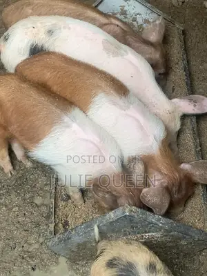 Piglets for Sale