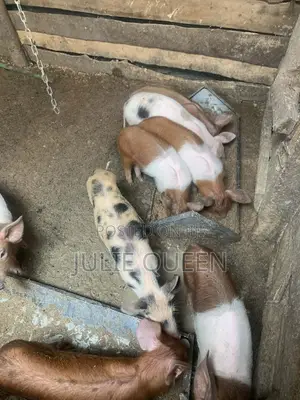 Piglets for Sale