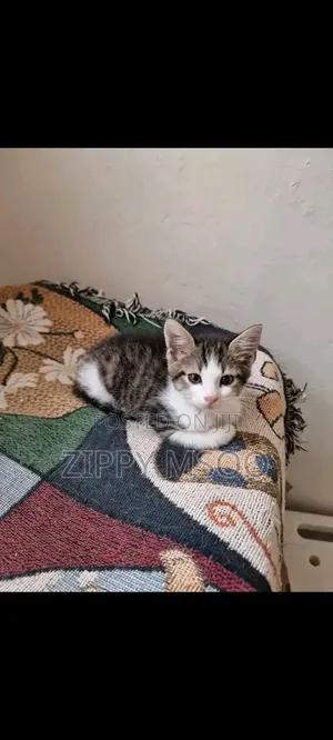 3-6 months Male Mixed Breed American Shorthair
