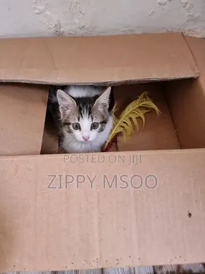 3-6 months Male Mixed Breed American Shorthair