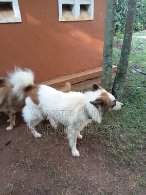1+ year Male Mixed Breed Border Collie