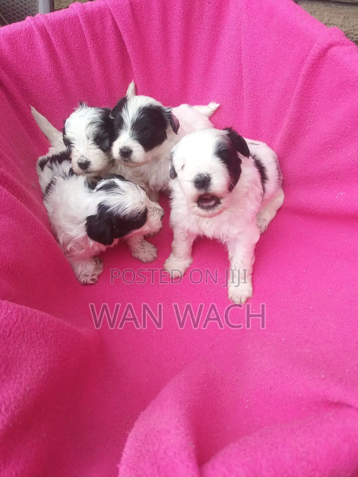 1-3 months Female Mixed Breed Maltipoo