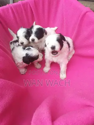 1-3 months Female Mixed Breed Lhasa Apso