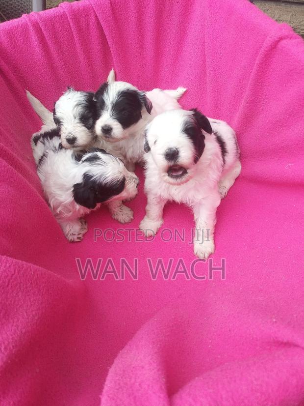 1-3 months Female Mixed Breed Maltipoo - main view
