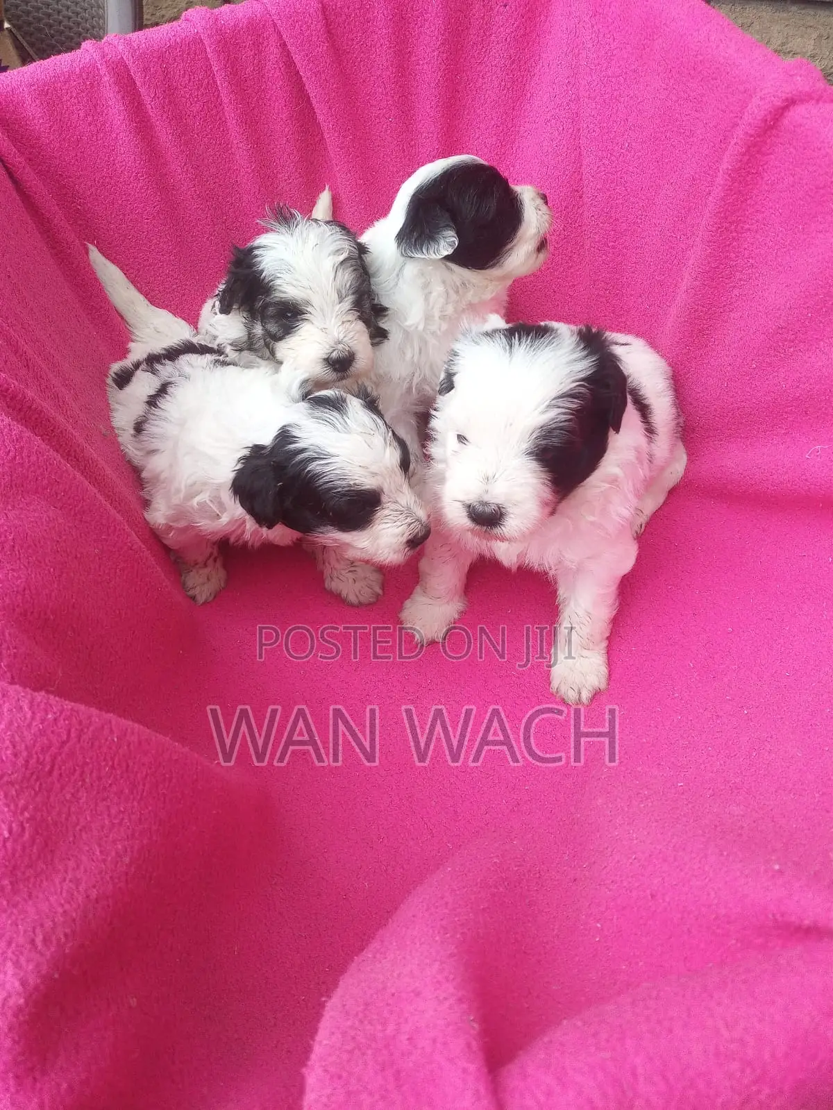 1-3 months Female Mixed Breed Maltipoo