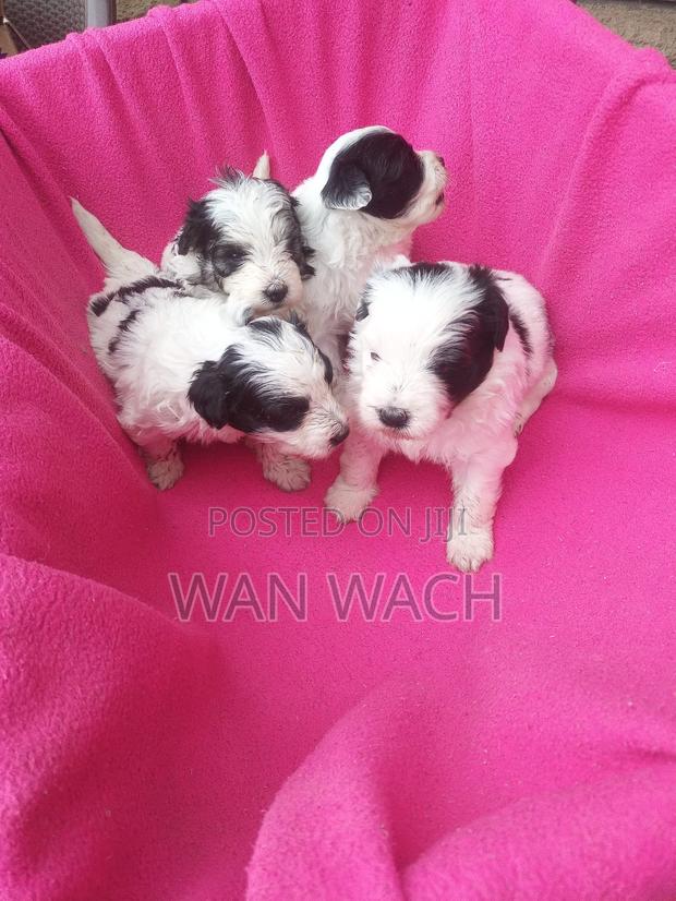 1-3 months Female Mixed Breed Maltipoo - thumbnail 2