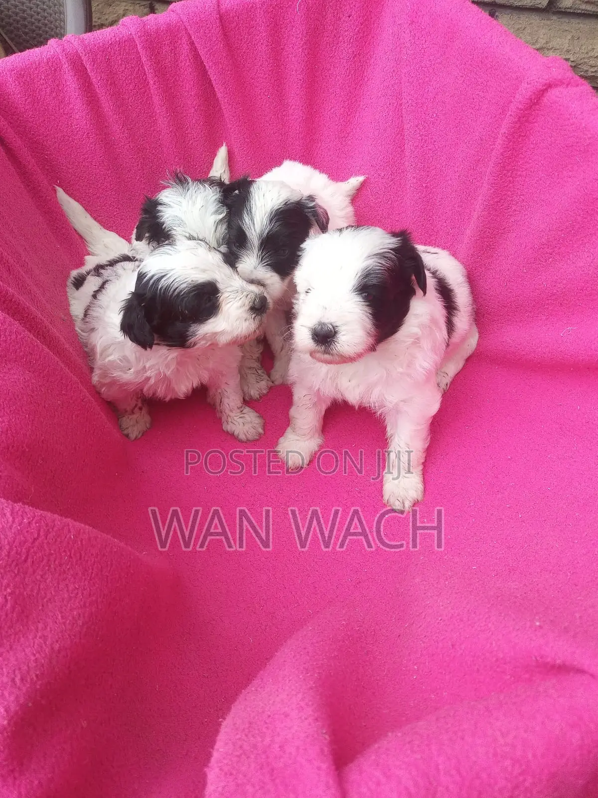 1-3 months Female Mixed Breed Maltipoo