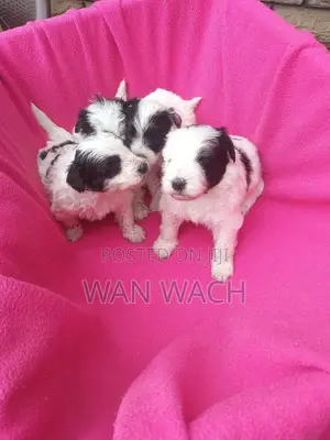 1-3 months Female Mixed Breed Maltipoo
