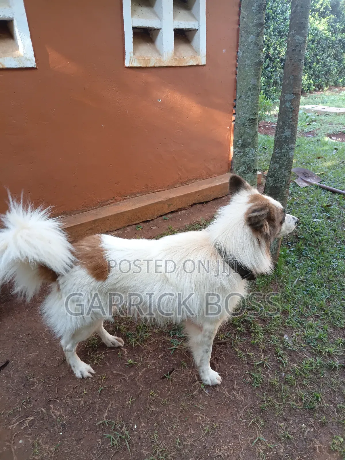 1+ year Male Mixed Breed Border Collie