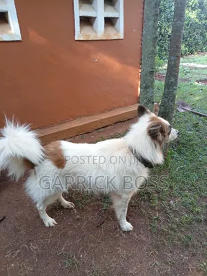 1+ year Male Mixed Breed Border Collie