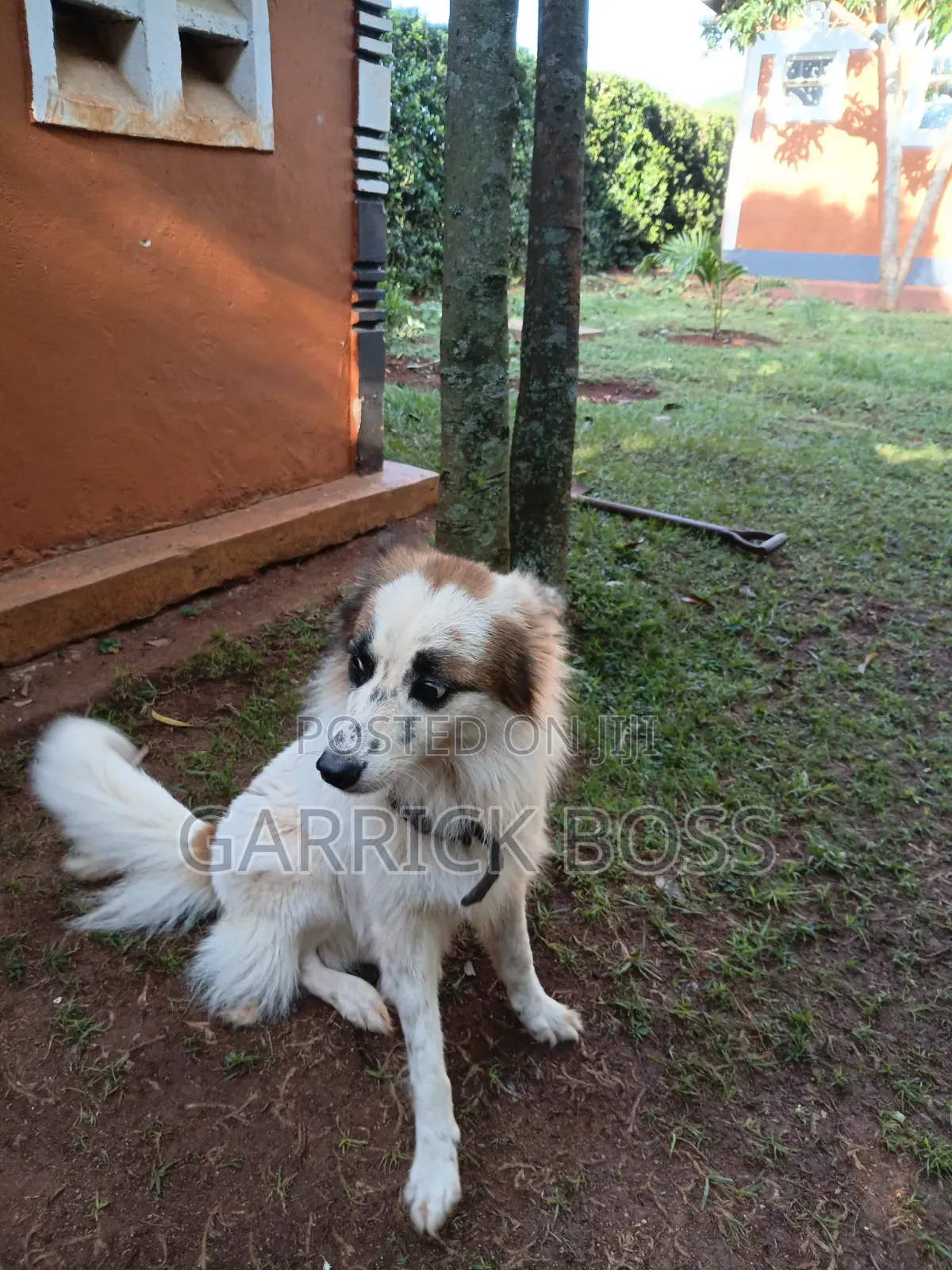 1+ year Male Mixed Breed Border Collie