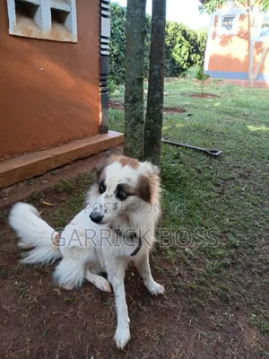 1+ year Male Mixed Breed Border Collie