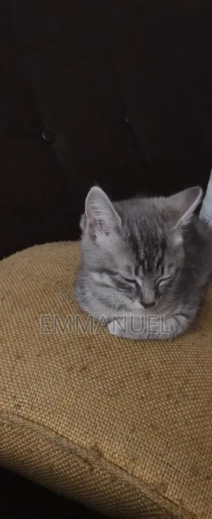 1-3 months Female Mixed Breed Cat