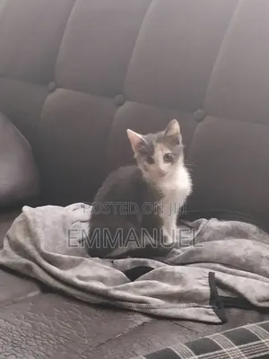 1-3 months Female Mixed Breed Cat