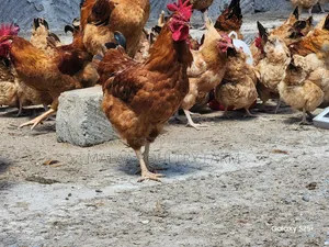 Mature Jogoos for Meat and Breeding in Malaa, Kangundo Rd.