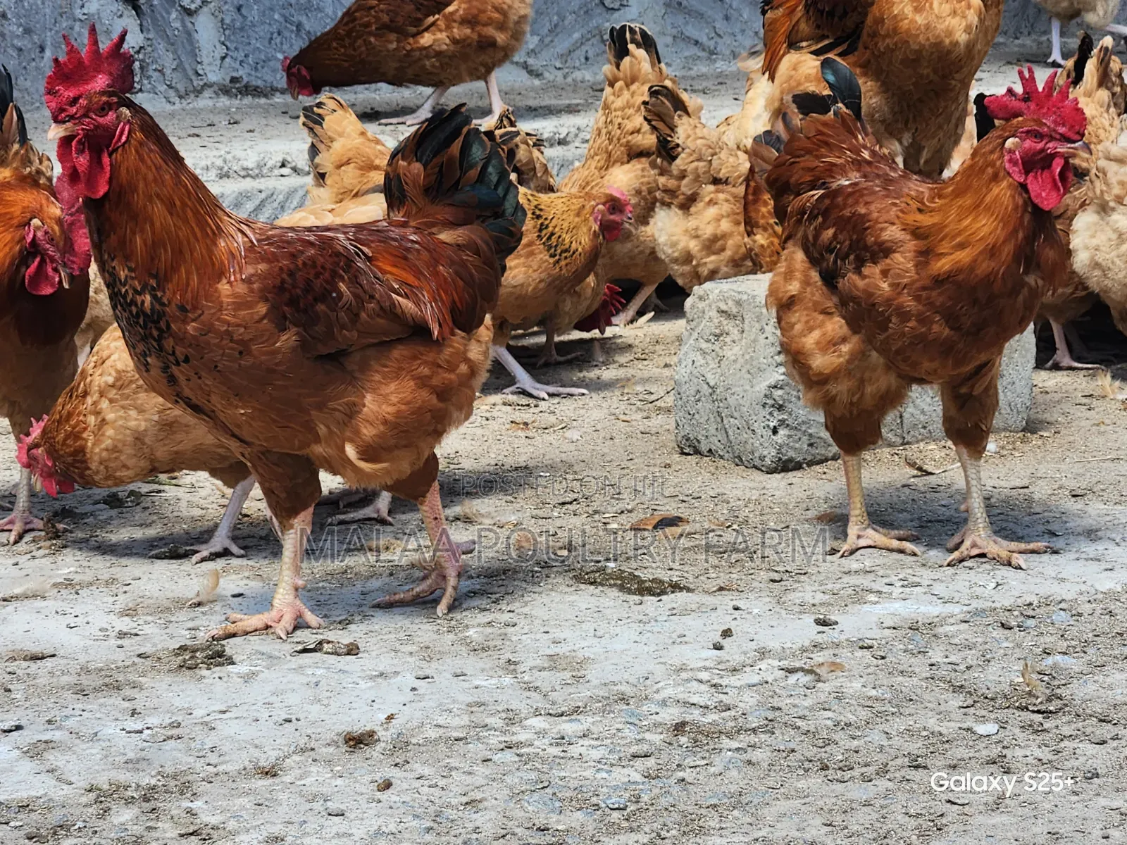 Mature Jogoos for Meat and Breeding in Malaa, Kangundo Rd.