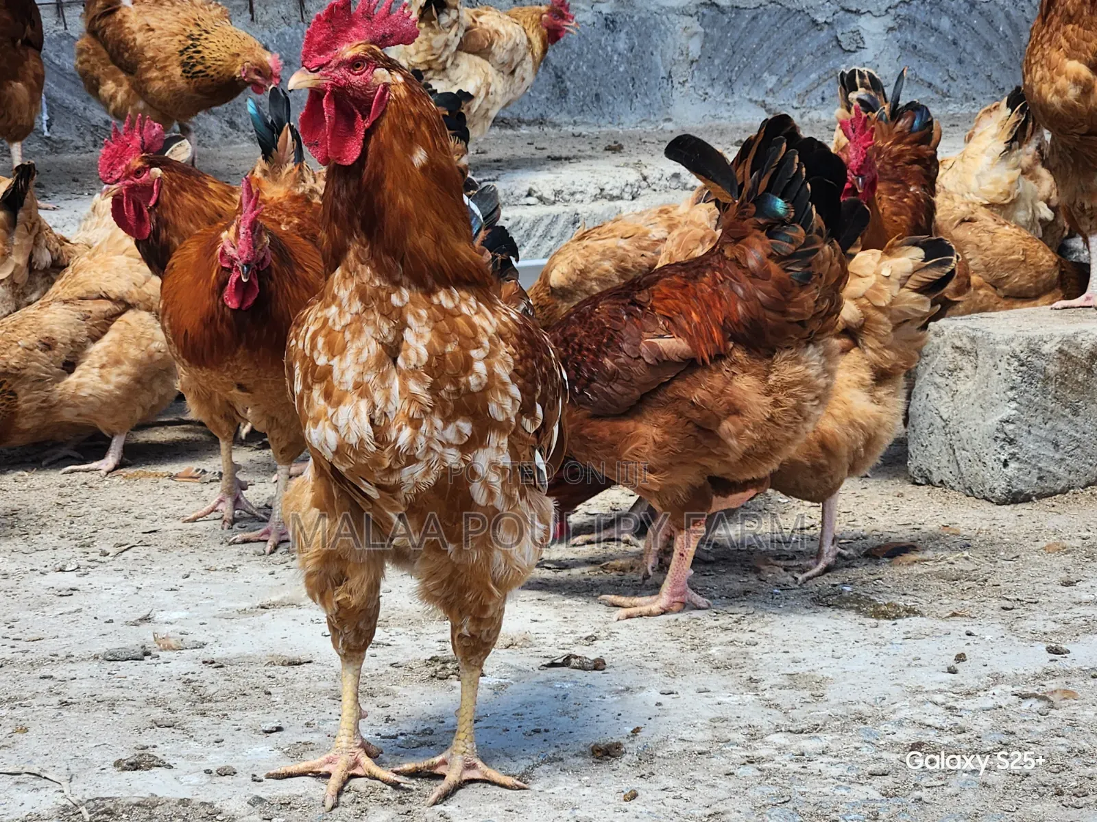 Mature Jogoos for Meat and Breeding in Malaa, Kangundo Rd.