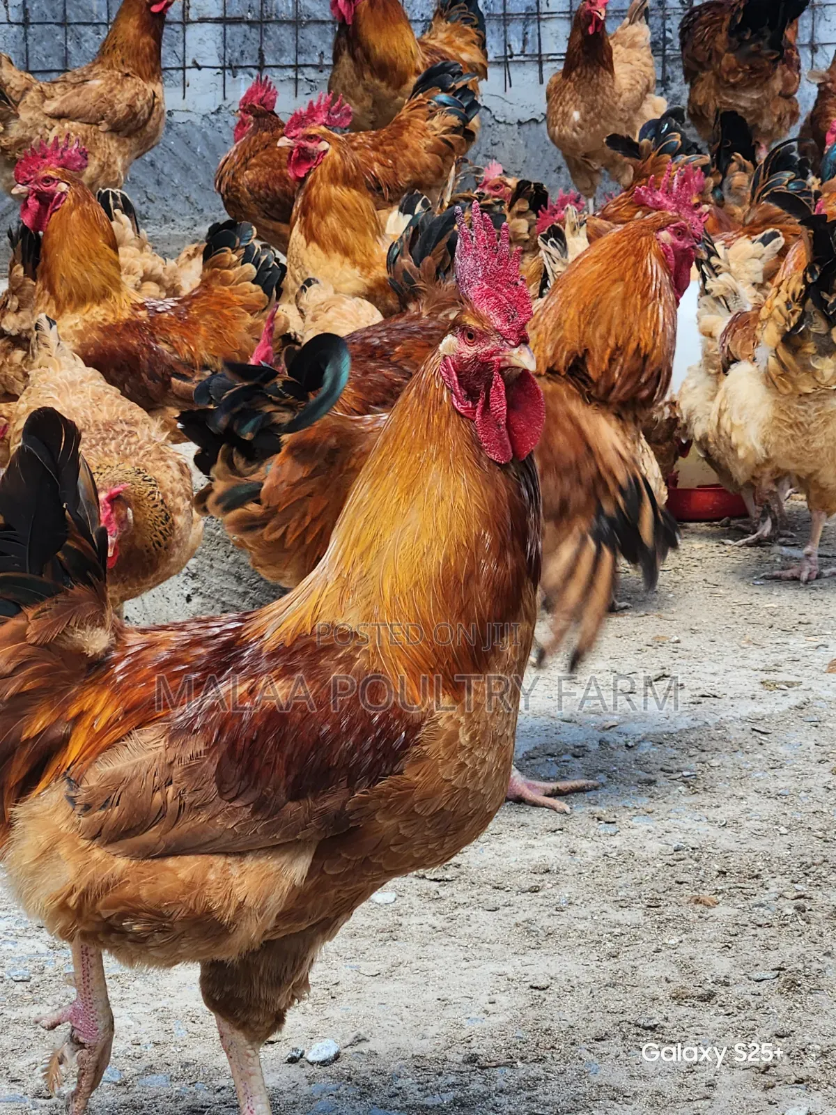 Mature Jogoos for Meat and Breeding in Malaa, Kangundo Rd.