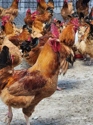 Mature Jogoos for Meat and Breeding in Malaa, Kangundo Rd.
