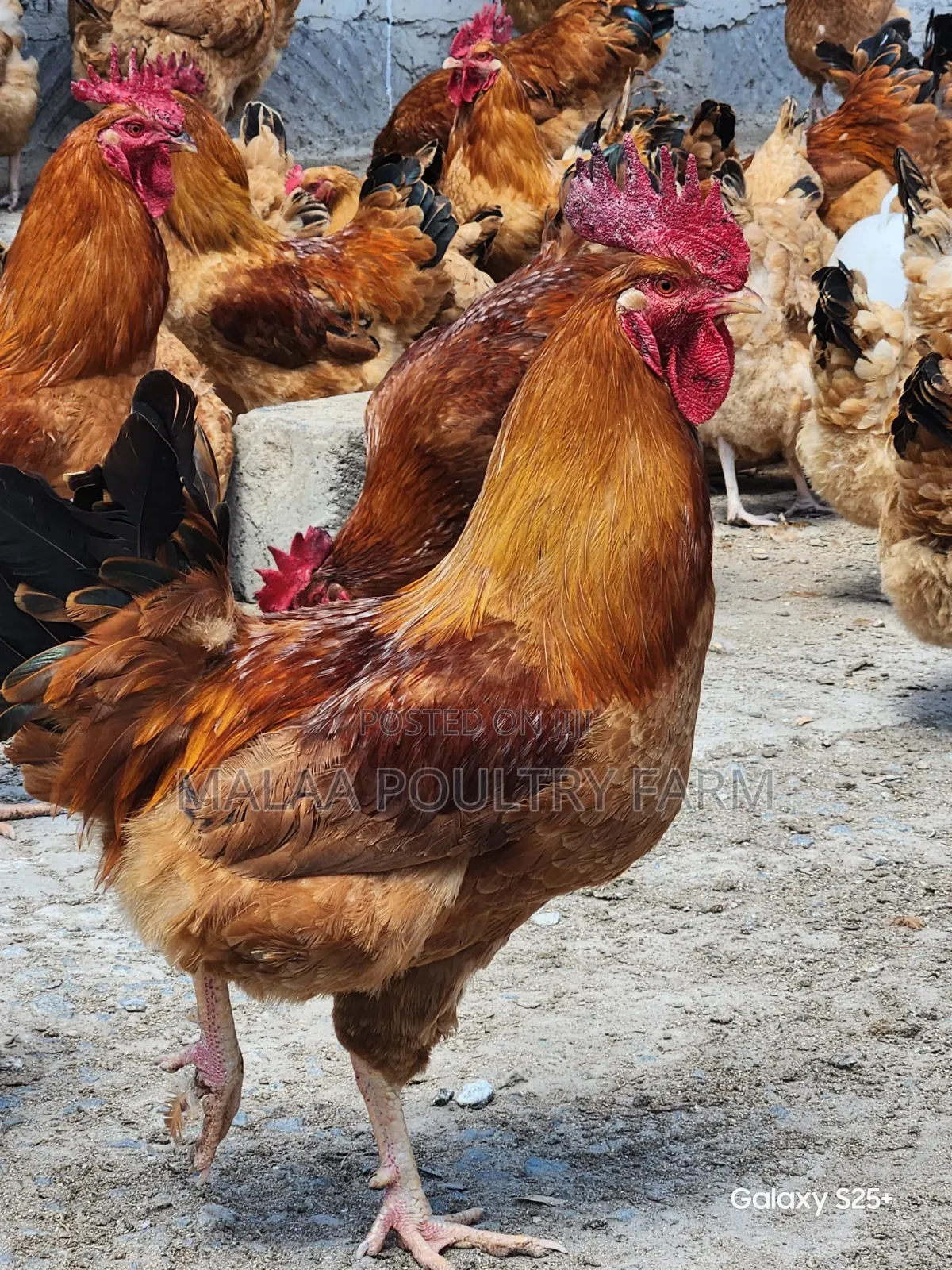 Mature Jogoos for Meat and Breeding in Malaa, Kangundo Rd.