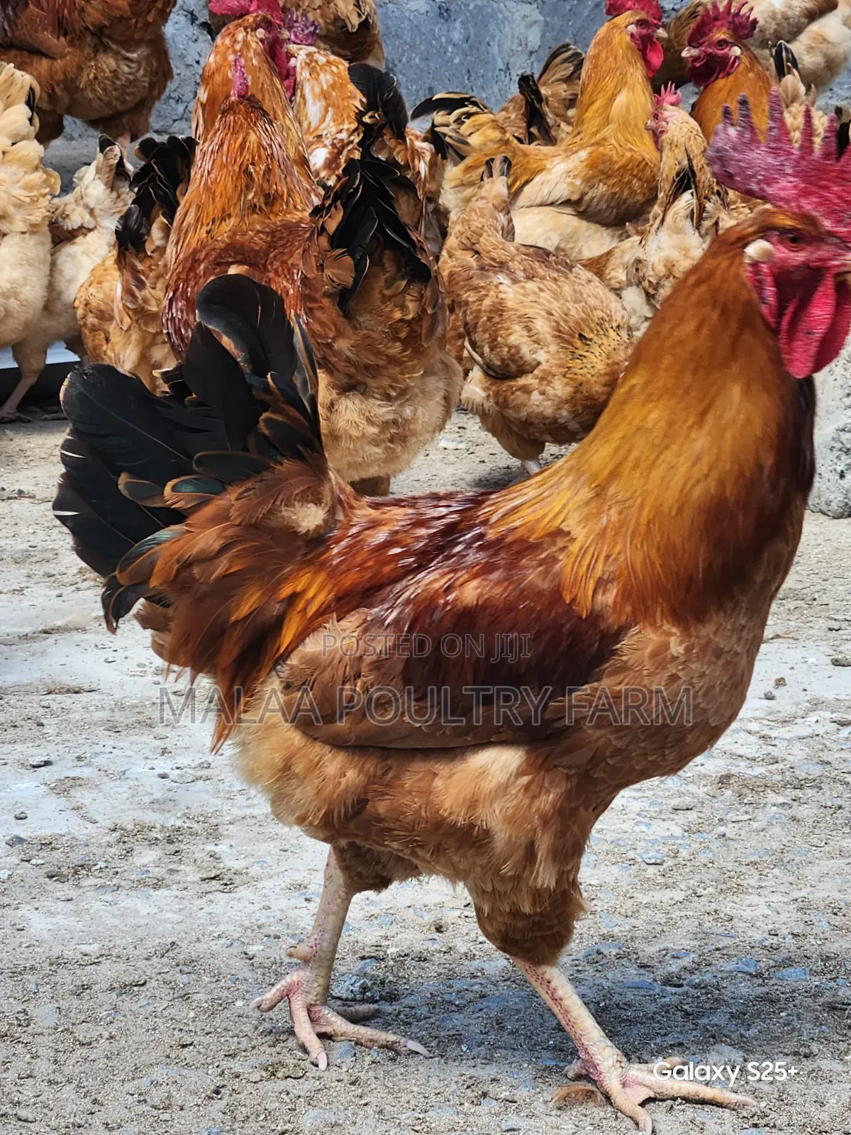 Mature Jogoos for Meat and Breeding in Malaa, Kangundo Rd.