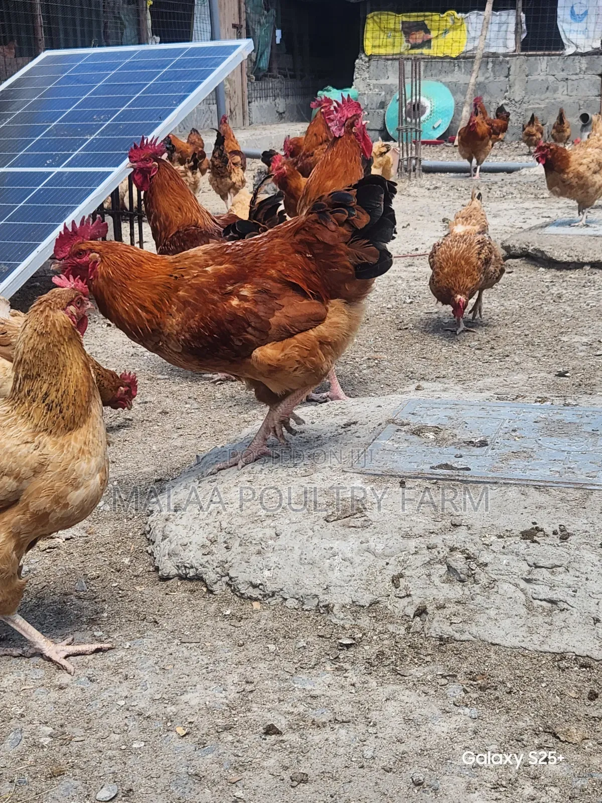 Mature Jogoos for Meat and Breeding in Malaa, Kangundo Rd.