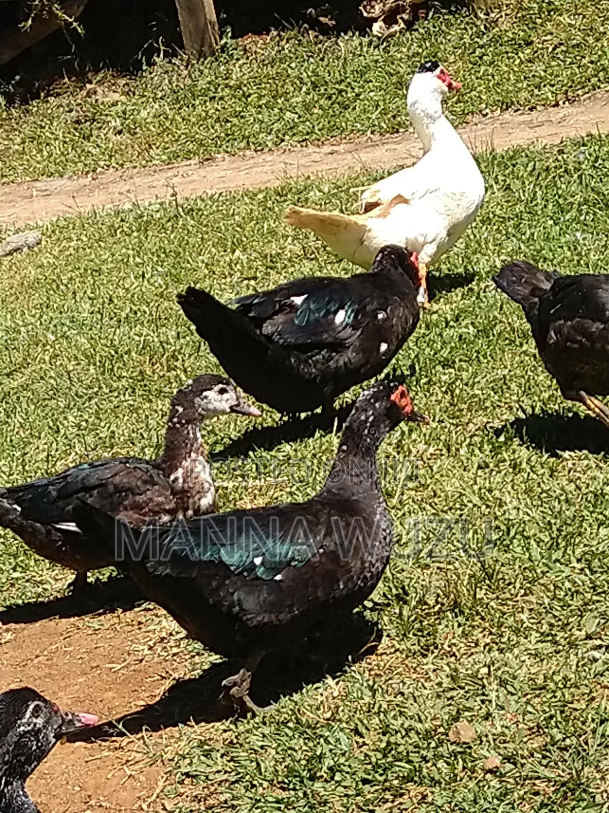 Animal Farming