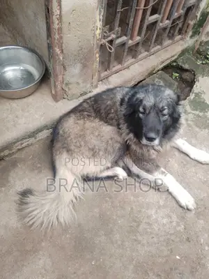 1+ year Female Purebred Caucasian Shepherd