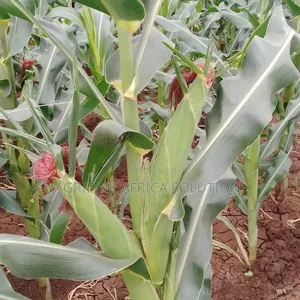 Dk 777 Maize Seed 2kg