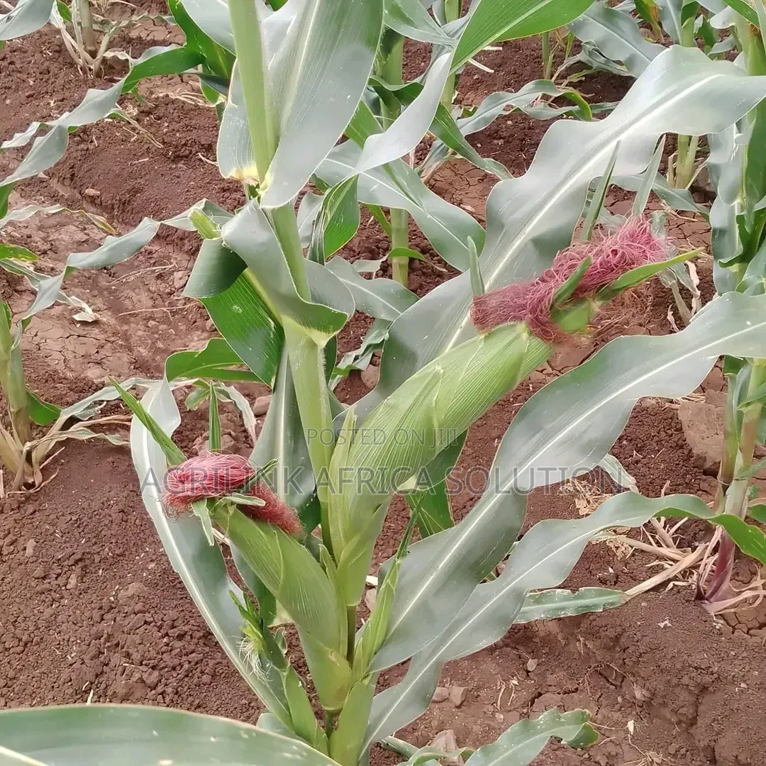 Dk 777 Maize Seed 2kg