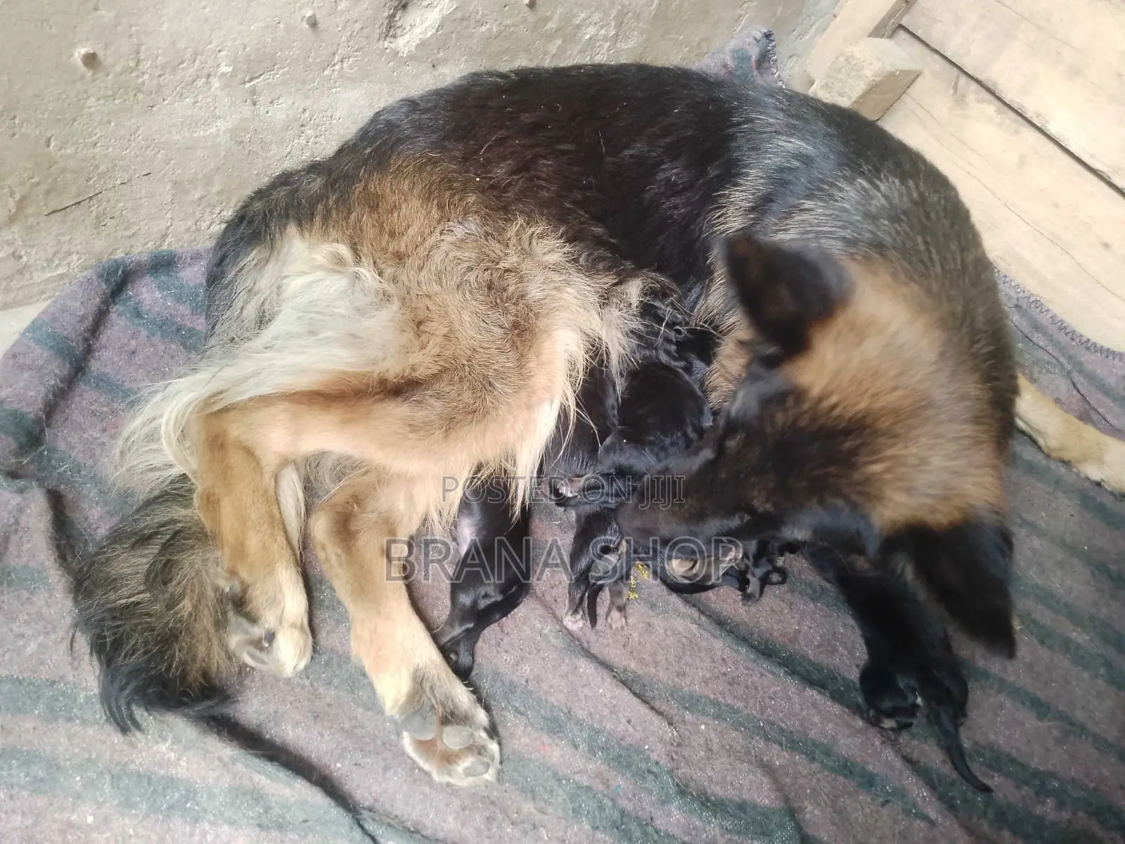 1-3 months Male Purebred German Shepherd