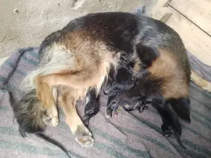 1-3 months Male Purebred German Shepherd