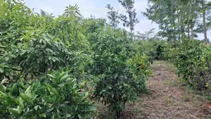 Prime 100x100 Orchard Plot for Sale – Kibiko, Baboon Crescent Road