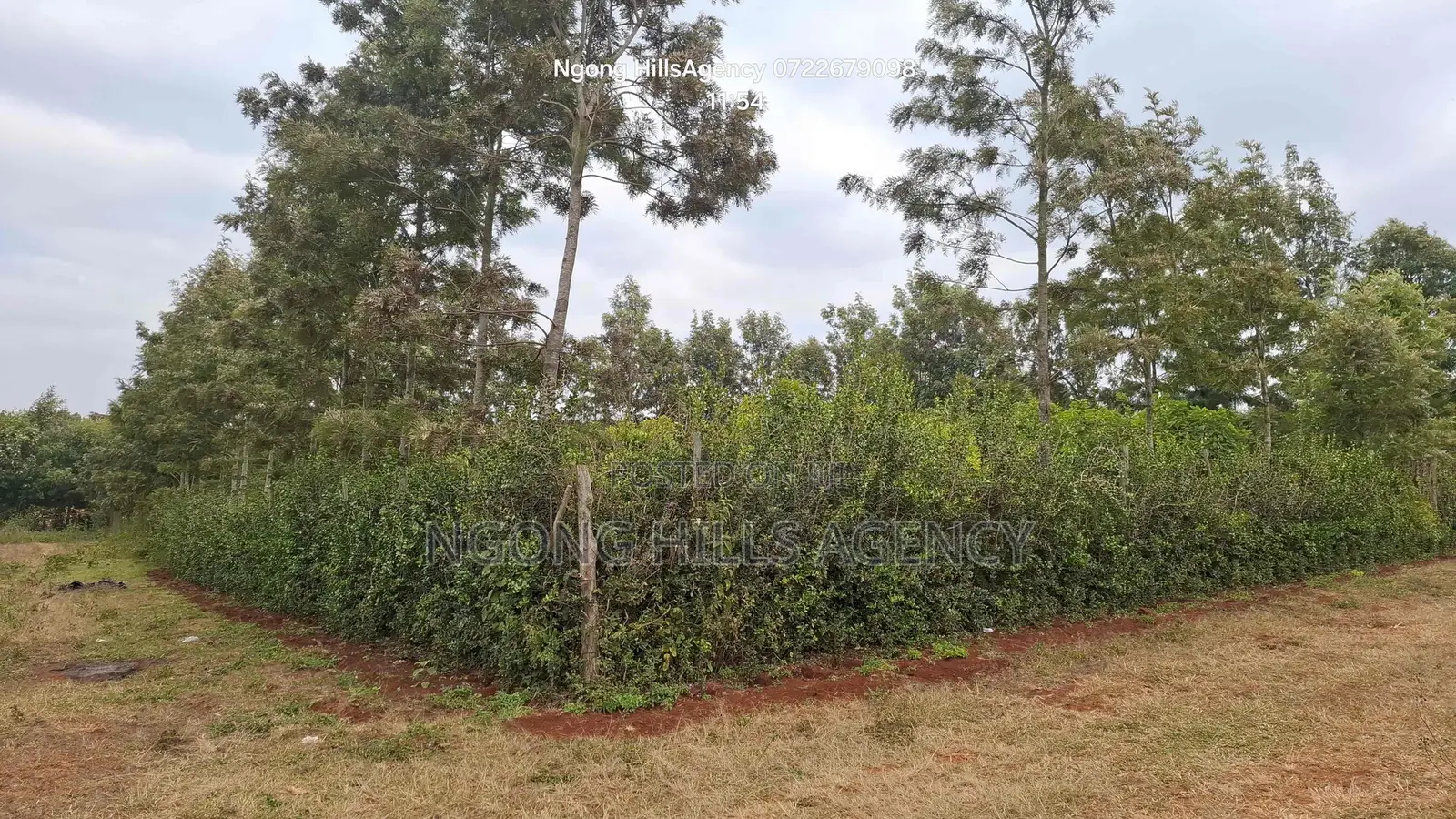 Prime 100x100 Orchard Plot for Sale – Kibiko, Baboon Crescent Road