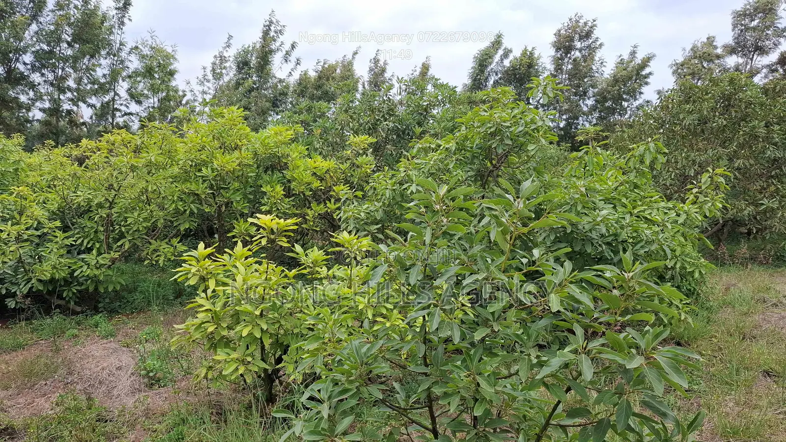 Prime 100x100 Orchard Plot for Sale – Kibiko, Baboon Crescent Road