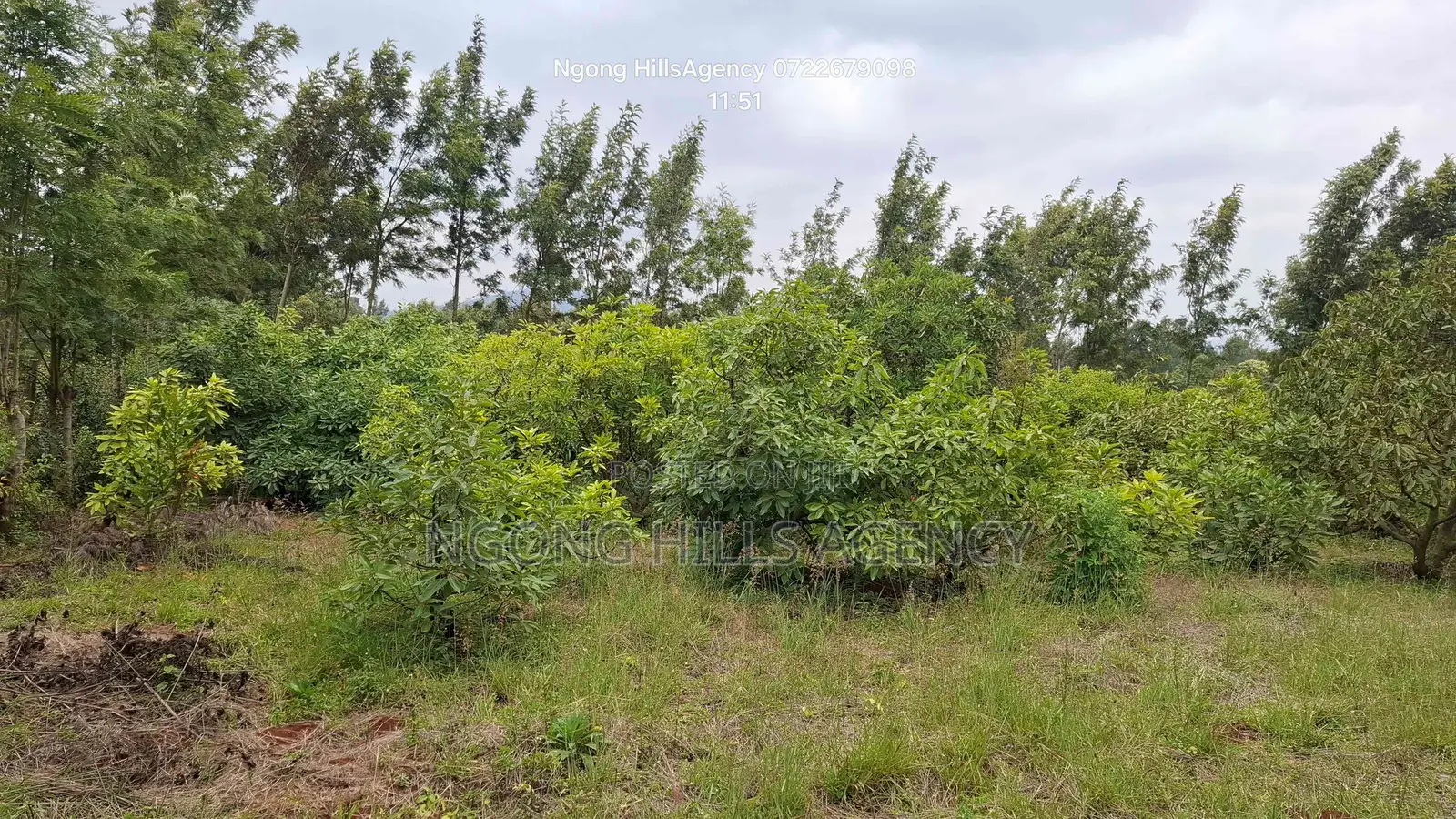 Prime 100x100 Orchard Plot for Sale – Kibiko, Baboon Crescent Road