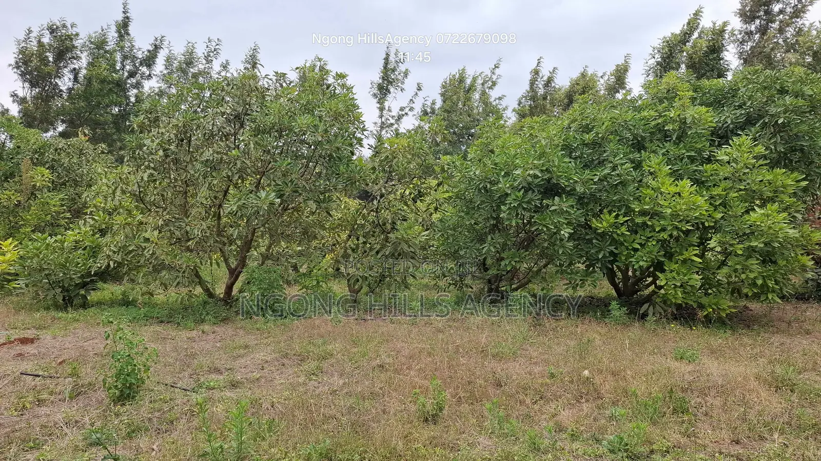 Prime 100x100 Orchard Plot for Sale – Kibiko, Baboon Crescent Road