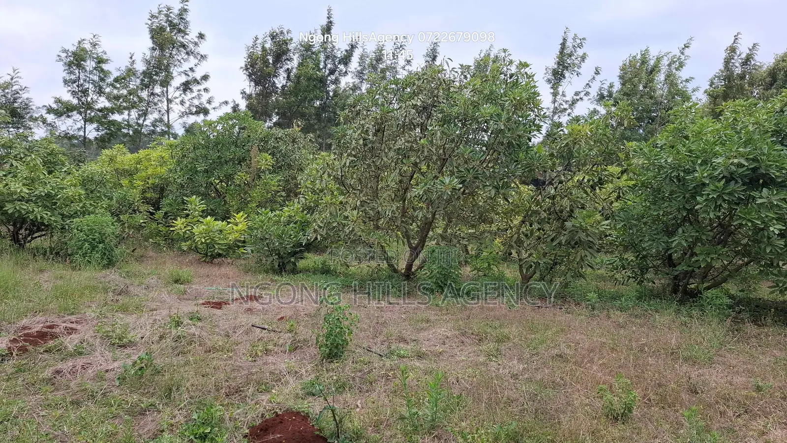 Prime 100x100 Orchard Plot for Sale – Kibiko, Baboon Crescent Road
