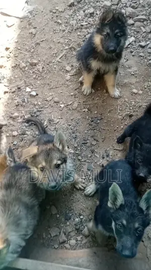 1-3 months Female Mixed Breed German Shepherd